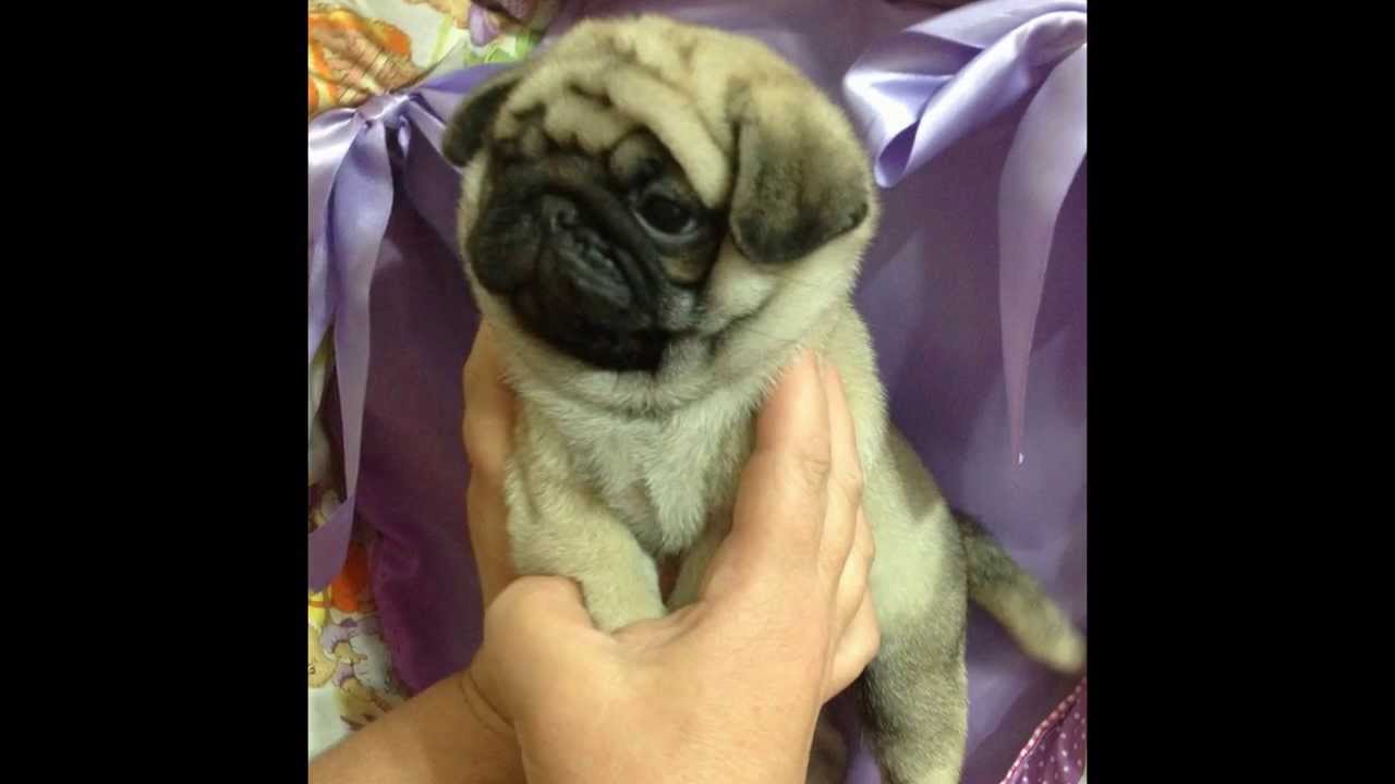 show me pugs pug filhotes show show me pugs pug filhotes show