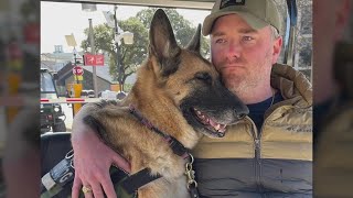 Texas service dog with 250+ Southwest flights takes her final trip home