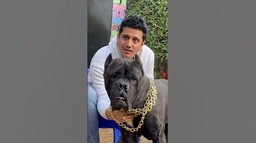 كان هيعضني وركبني الهوا Dog اكسبلور Dogs كلاب Basemhunt 