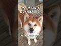 秋田犬 ごえもん#秋田犬#山暮らし