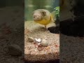 Interesting fish snaps shells with teeth🐟Рыба щелкает ракушки как семечки🐟