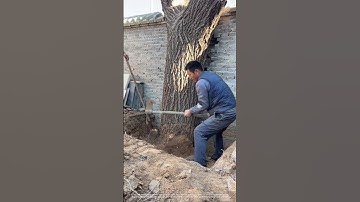 Process Of Digging Out The Large Tree Stump In The Corner !