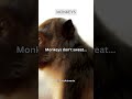 Monkeys don't sweat #subscribe #share #shorts