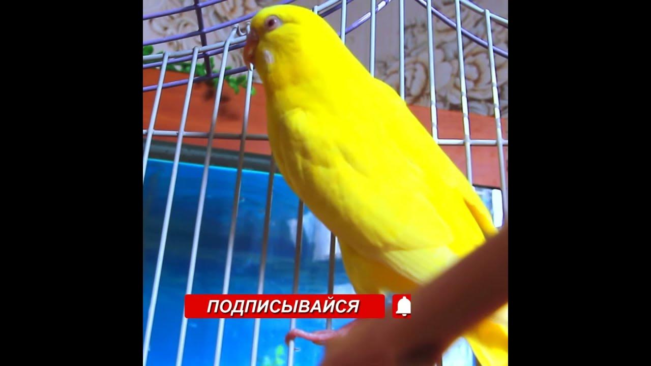 мемори волнистый попугайчик. песенки для попугаев волнистых. волнистый попугай пение и чириканье. щебет попугаев волнистых. волнистый попугай химера.