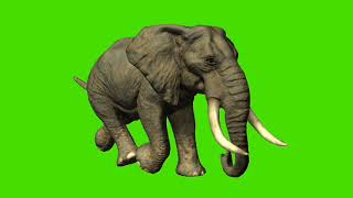 Elephant Running Green Screen Background Elephant Running Running Elephant Green Screen