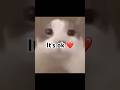 A cat gives you a kiss 💋 #subscribe #share #fypシ #cat #catshorts #shorts #recommended #love