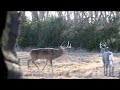 Rut Hunt with Ol’ Hank Decoy