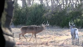 Rut Hunt with Ol’ Hank Decoy
