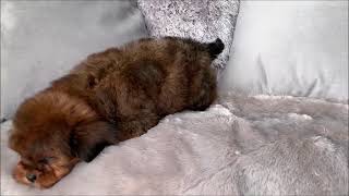 MALE SHIH POO by Playful Pets 863 views 4 years ago 42 seconds