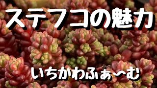 ステフコ】 - YouTube