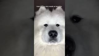 Just a dog #youtube #youtubeshorts #fyp #shortsvideo #yt #samoyed #puppy #cute #dogs #viral #fyp