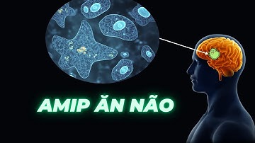 Loại kí sinh trùng siêu nguy hiểm - Amip ăn não | SCIEDITOR