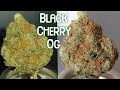 Black cherry og  natural state medicinals  arkansas medical marijuana reviewthe420guy