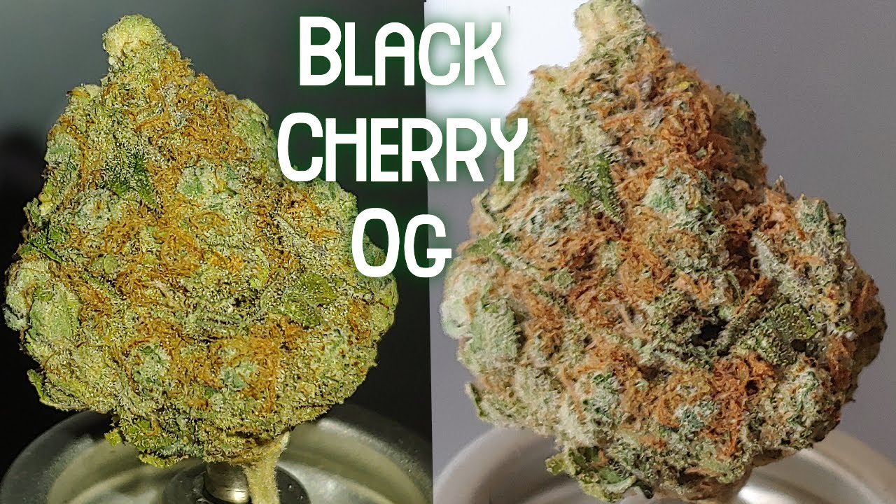 Black Cherry OG Natural State Medicinals Arkansas Medical Marijuana