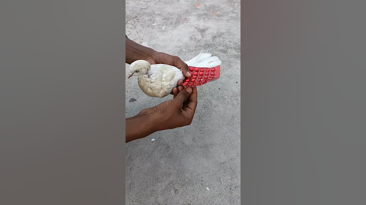 Kabutar ko मारे नहीं इलाज़ karen 🙏😥 || kabutar video 🕊️ #shorts #virals #video #pigeon