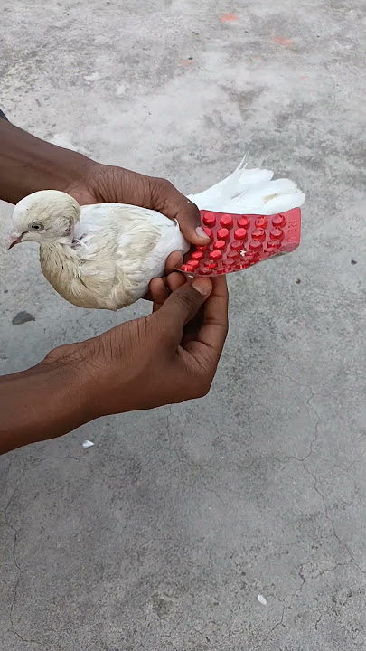 Kabutar ko मारे नहीं इलाज़ karen 🙏😥 || kabutar video 🕊️ #shorts #virals #video #pigeon