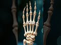 Bones of the Hands and Feet