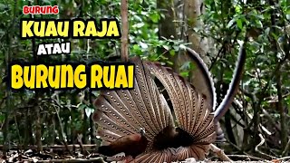 🔴Tarian Burung Kuau Raja || Sang raja dengan 1000 mata