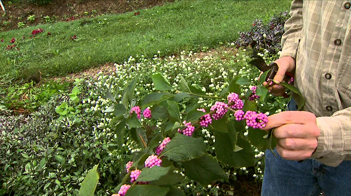 Cut Flowers with John Dole