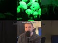 Scientists Once Made a Sheep Glow in the Dark