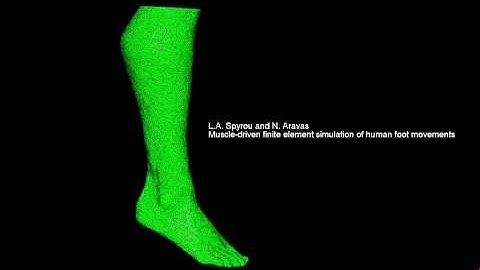 Finite element simulation of human foot movement
