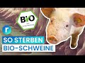 Bioschlachtung weniger leid frs fleisch  reporter