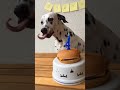 Dogs of instagram  two dalmations celebrating birthday with burger