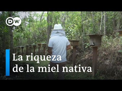 Video: ¿Eran las abejas melíferas nativas de América del Norte?