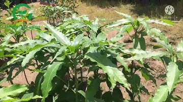 Kỷ thuật trồng xoài cát hoà lọc Thế giới cây giống cần Thơ liên hệ 0836476699 #thegioicaygiong