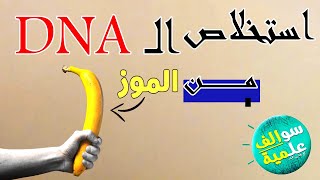 استخلاص الحمض النووي ll سوالف علمية