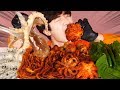 ENG SUB)Spicy Octopus+Webfoot octopus Stir-fry Eat Mukbang🐙Korean Seafood ASMR 후니 Hoony Eatingsound