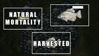 Introduction to a flexible fishery IBM