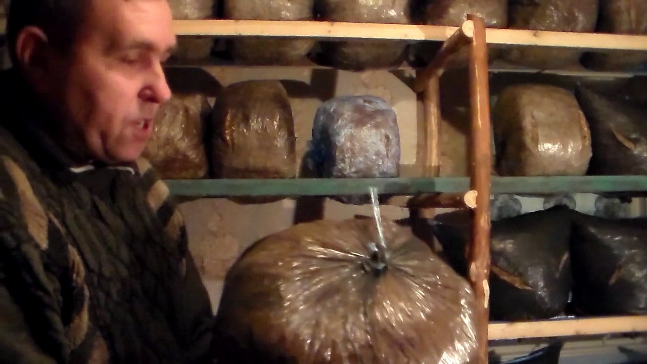 Конденсат,в грибных блоках-друг или враг?