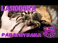 О Лошадином пауке птицееде или Lasiodora parachybana и не только от Spiders House