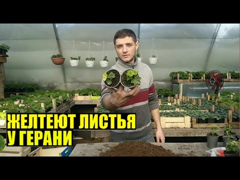 Желтеют листья у герани / пеларгонии