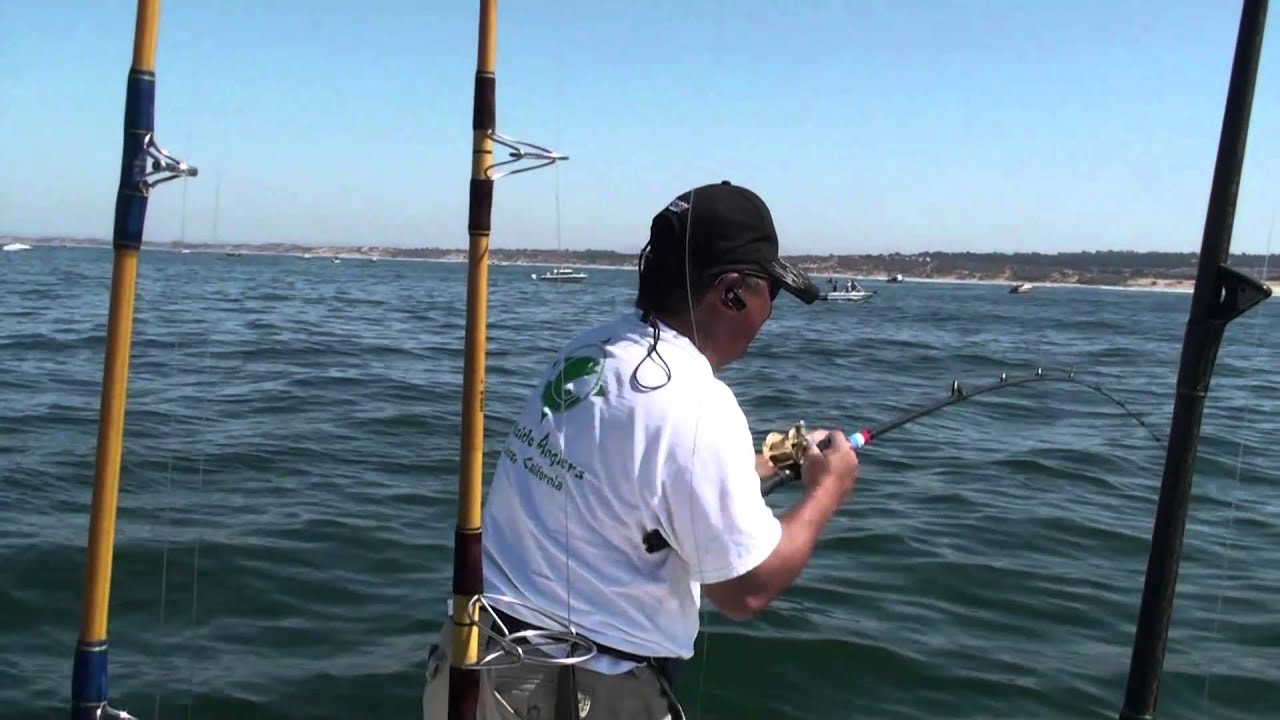White Sea Bass in Monterey Bay Northern California. YouTube