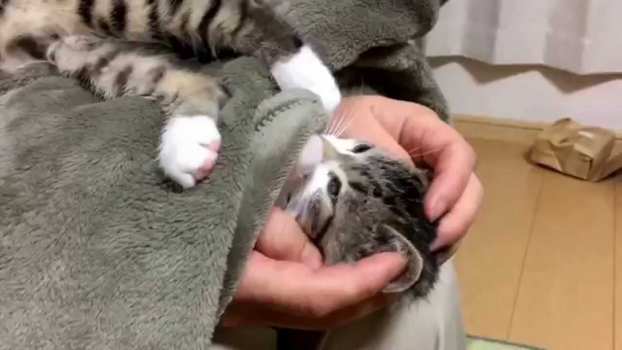 新鮮な子猫 だっこ 花の画像