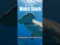 This Shark Has a Hammer Head ?