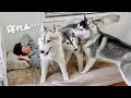 【預かり保育】ハスキー3頭と寝ようとするとこうなります...笑 【シベリアンハスキー】