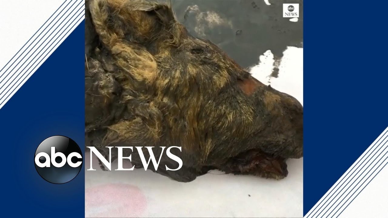 Perfectly preserved head of Ice Age wolf found in Siberia YouTube