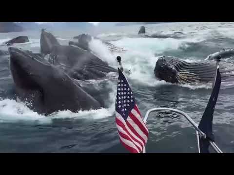 بالصدفة البحتة سرب حيتان يقتحم الكاميرا