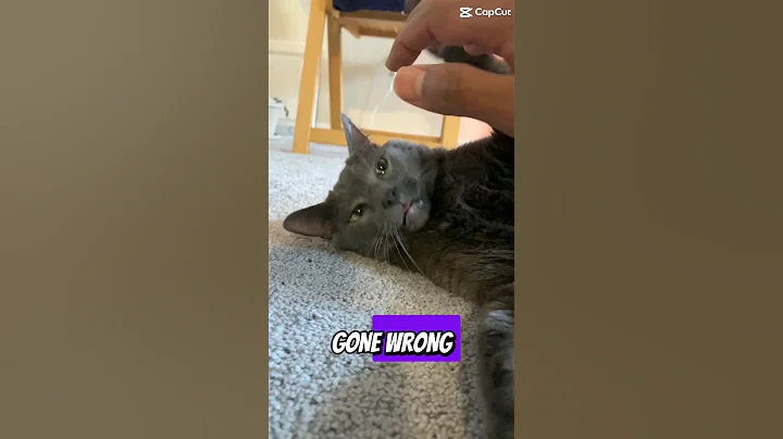 Video 8773331: purr kittens cat, funny cat purr, catlover purr, cats catlover kittycat kitten, catlover black cats