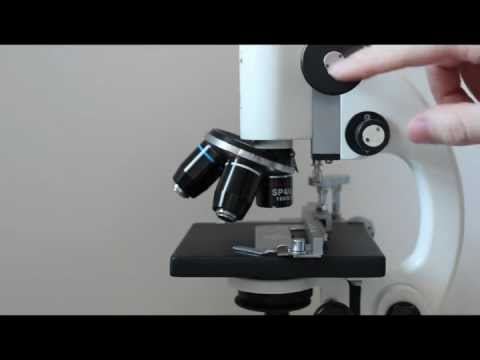 How to use a compound microscope