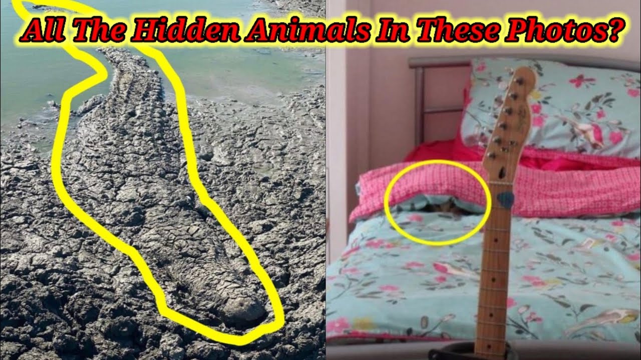 All The Hidden Animals In These Photos || can you find hidden animals