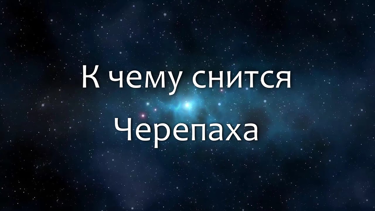 К чему снится Черепаха (Сонник, Толкование снов)