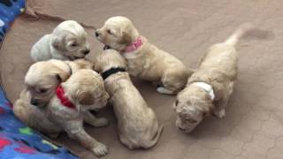 Goldendoodle puppies start playtime 3 weeks old