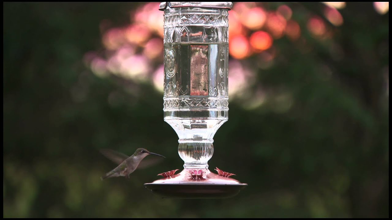 Perky Pet Clear Antique Bottle Glass Hummingbird Feeder Youtube