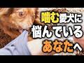やんちゃで噛まれてどうしていいかわかりません|飼い主さんの切実な悩みを歴27年のドッグトレーナーが解決