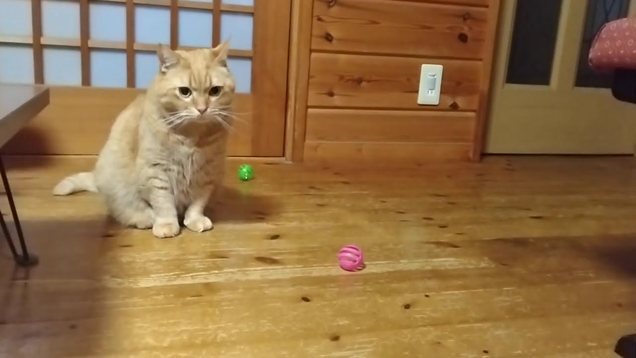 ボブの低燃費プレイスタイル。無理せず遊ぶ、茶トラ猫 - YouTube
