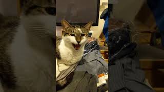 Disturbing My Cat As He Sleeps... He Wont Wake Up Then Yells At Me When He Does.